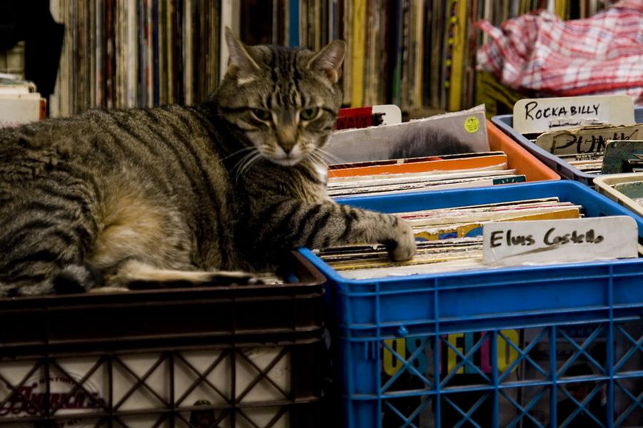 The shop cat lounging on crates of vinyl records
